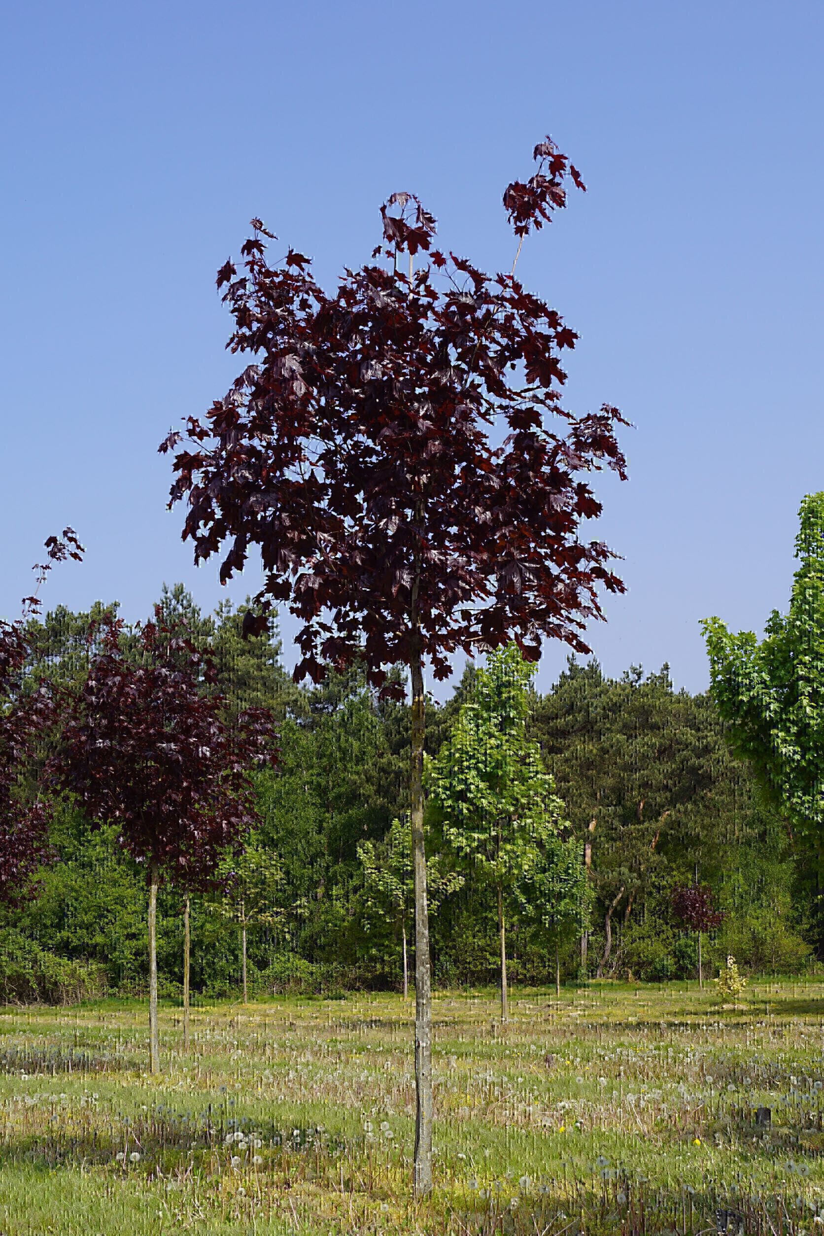 Acer platanoides 'Royal Red' (7)